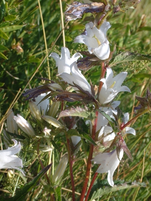 Campanula trachelium bianca / Campanula selvatica bianca